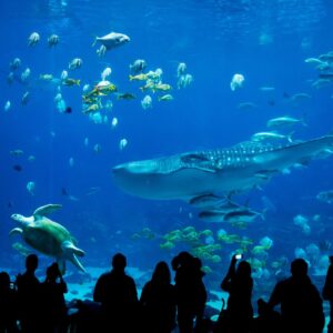 Oceanarium & Penguinarium: Central Asia’s largest aquarium.