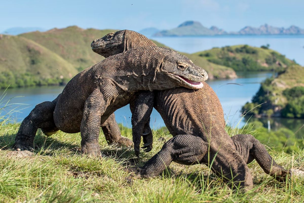 Flores and Komodo National park