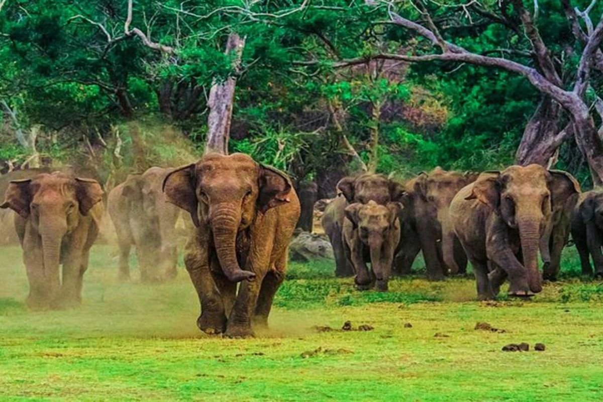 Udawalawe Elephant Transit Home & Safari