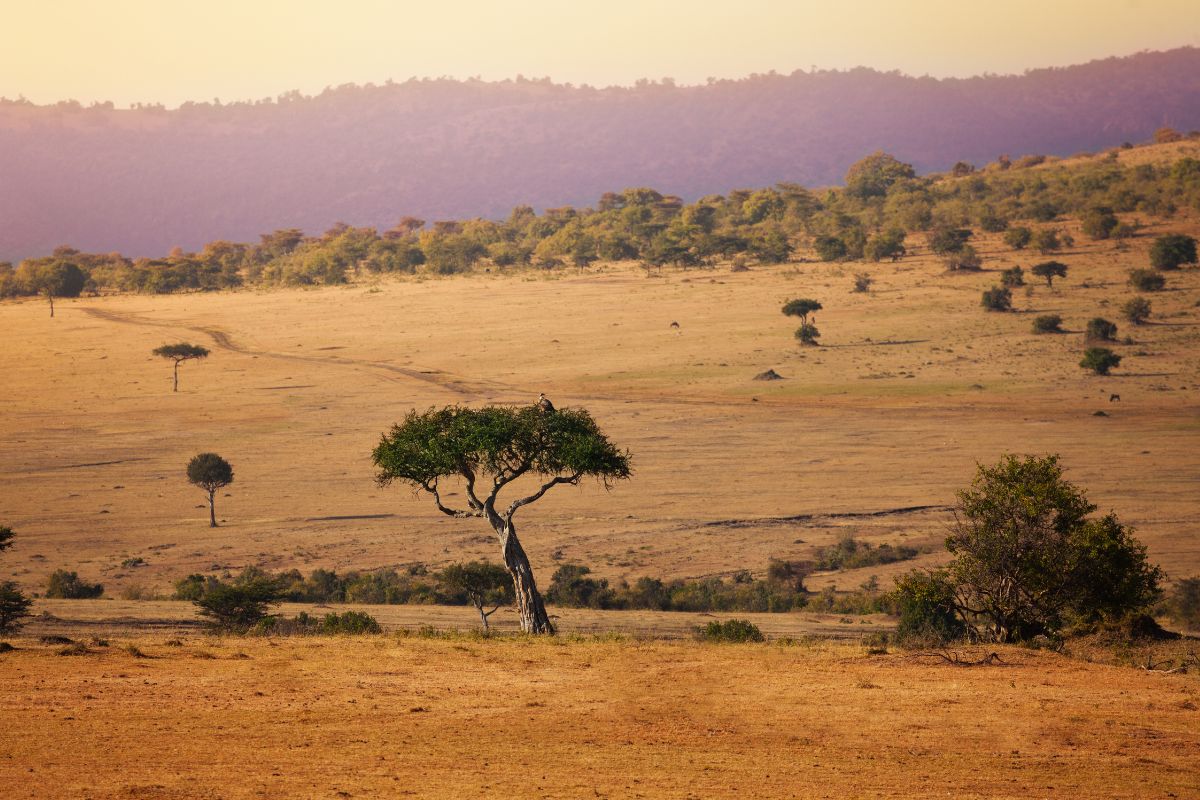 Savanna landscape