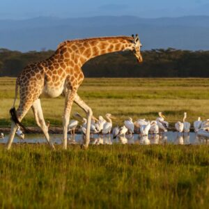 Tall Sentinels of the Mara