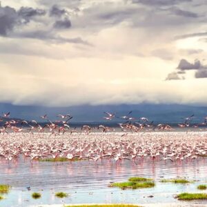 Flamingos: Beauty on the Water