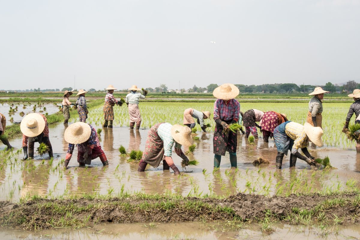 Rice Farming (Hoi An Countryside)