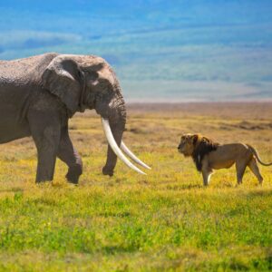 Gentle Giants of the Mara