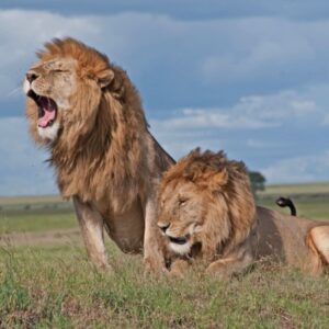 King of the Mara