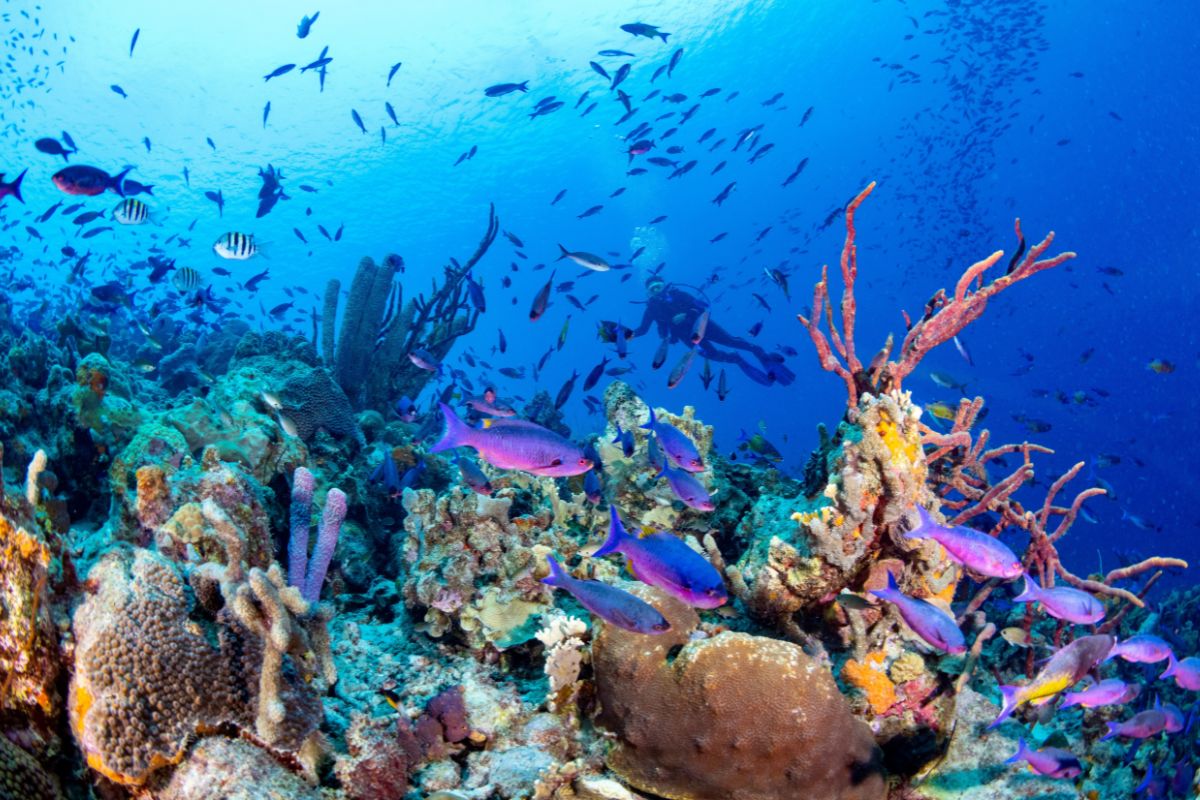 Ocean swim at Kerama, Okinawa.