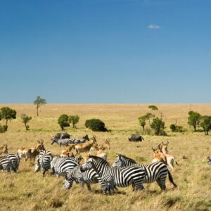 Stripes of the Savannah