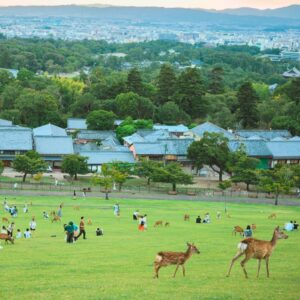 Nara Park.