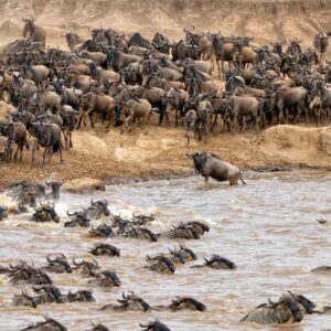 Mighty Buffalo