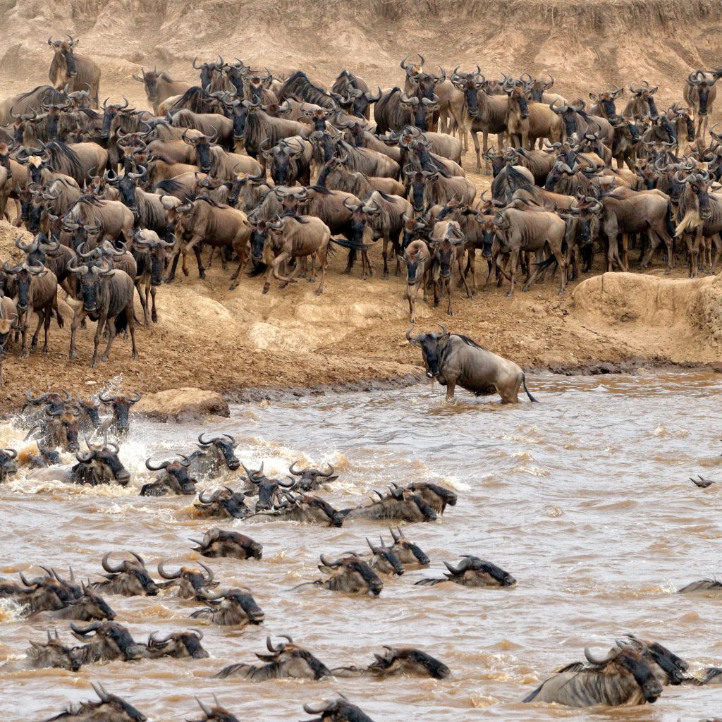 Mighty Buffalo