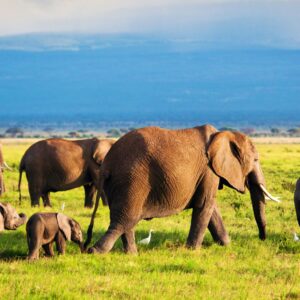 Giants of the Grasslands