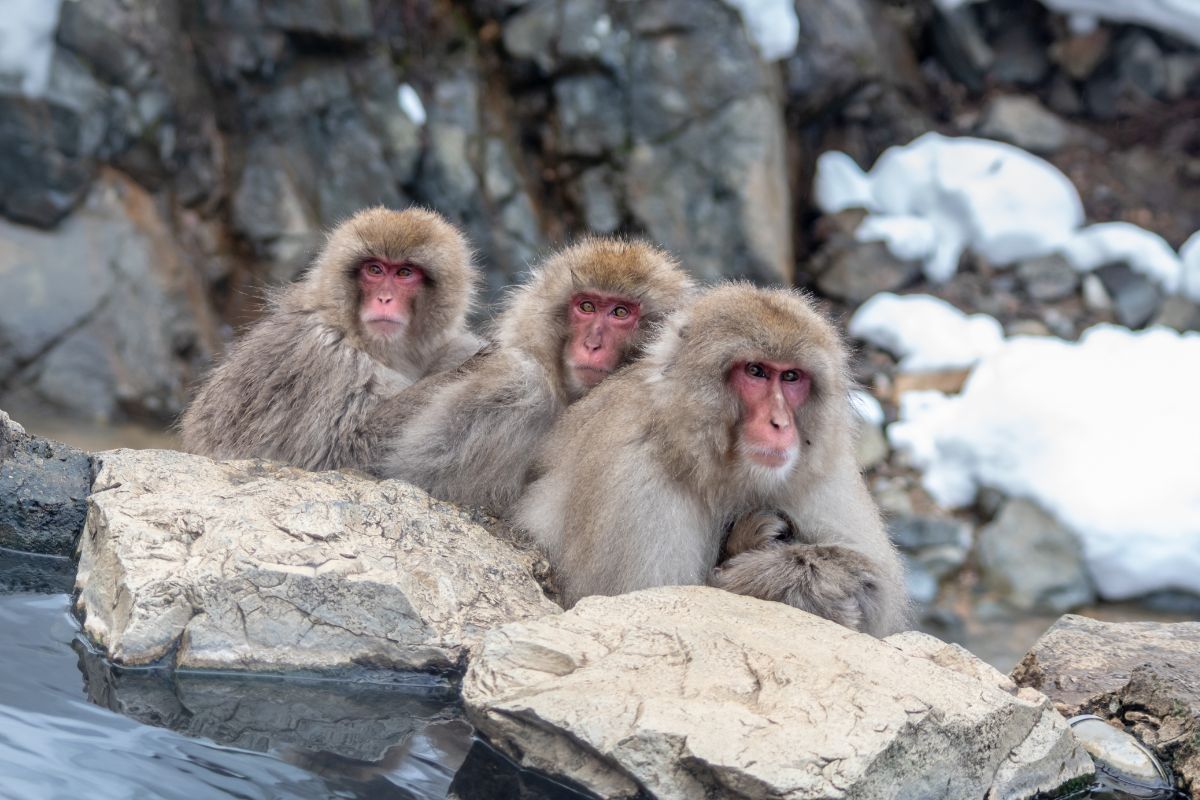 Meeting with the snow monkeys in Jigokudani Park, Nagano