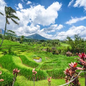 Jatiluwih Rice Terraces