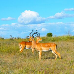 Impala: Amboseli Sprinters