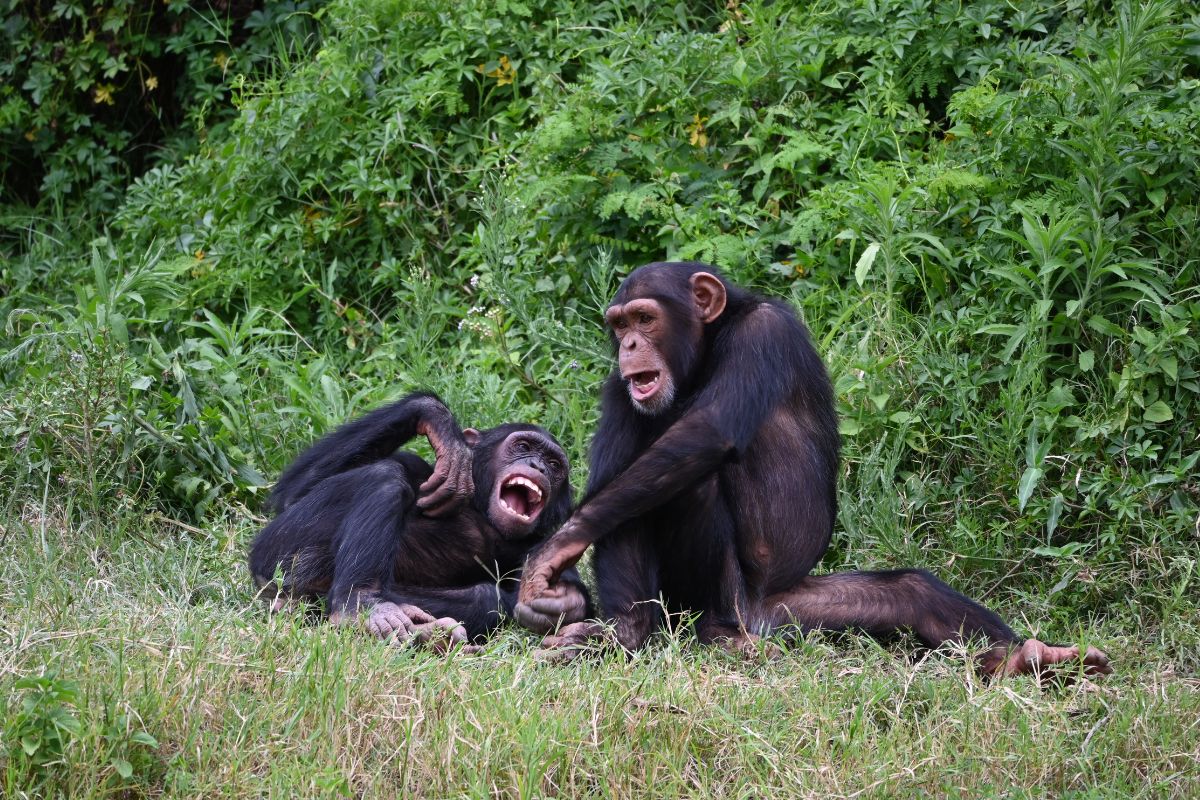 Ol Pejeta Conservancy Chimpanzee Sanctuary Visit
