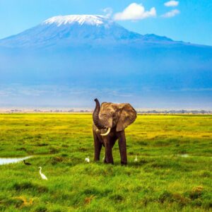 Elephant: Amboseli Giants