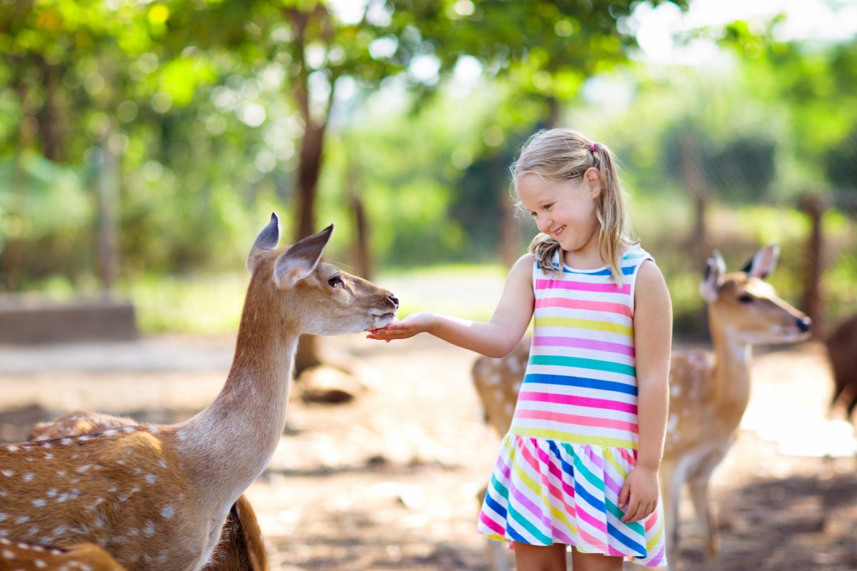 Feed The Deer in Nara Park