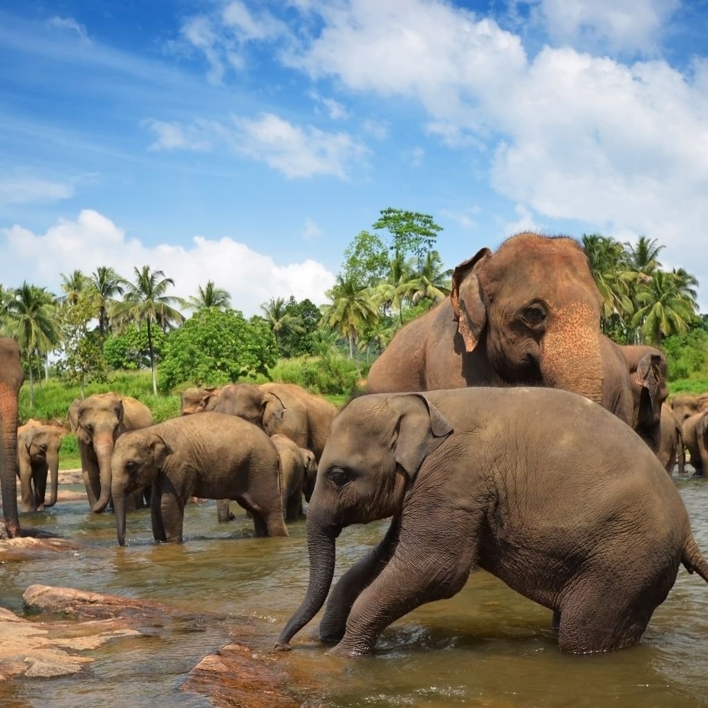 Pinnawala Elephant Orphanage