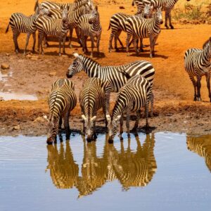 Zebra: Amboseli Stripes