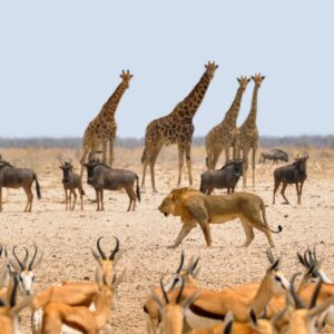 Amboseli’s Tour
