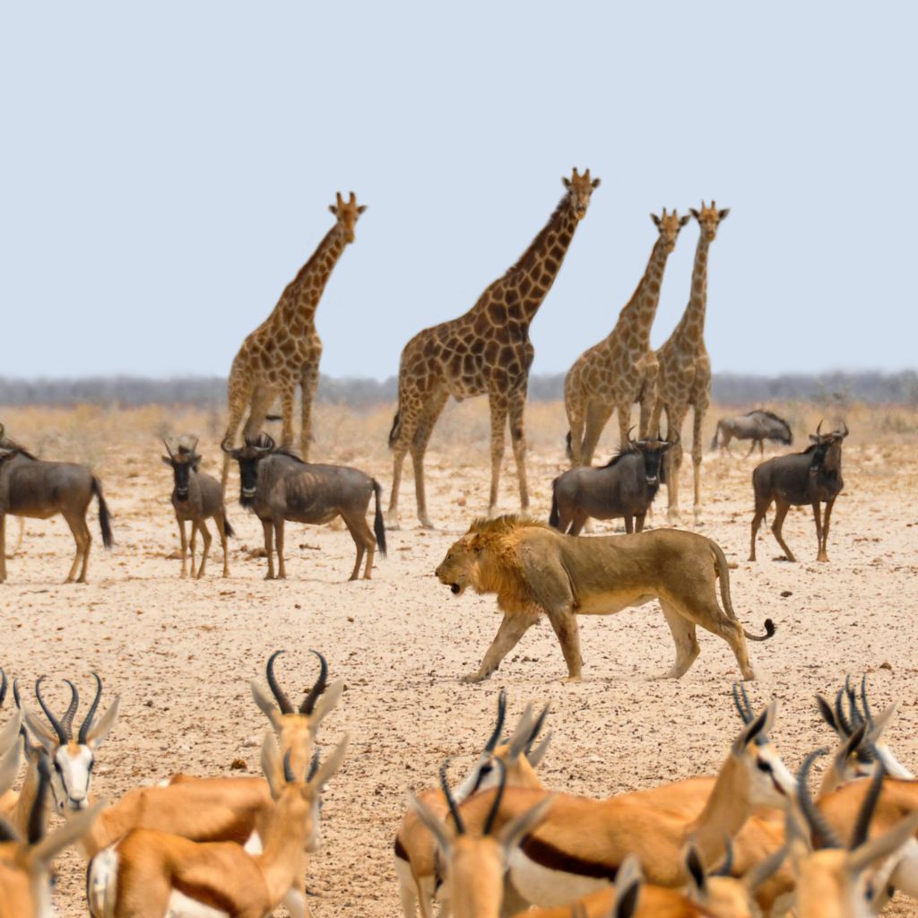 Amboseli’s Tour