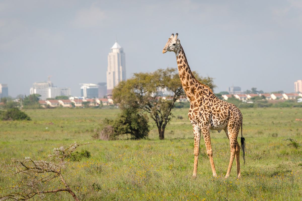 Nairobi National Park