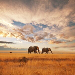 Amboseli National Park