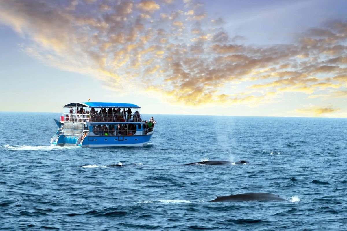Whale watching in Mirissa