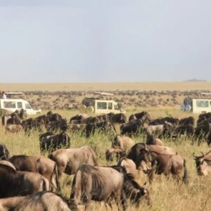 Buffalo Stronghold