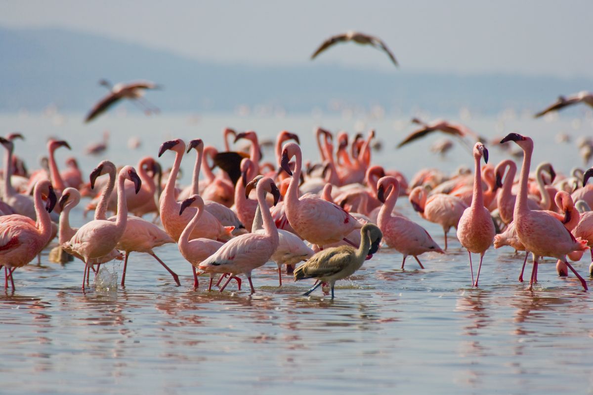 Flock of Flamingos in Mara
