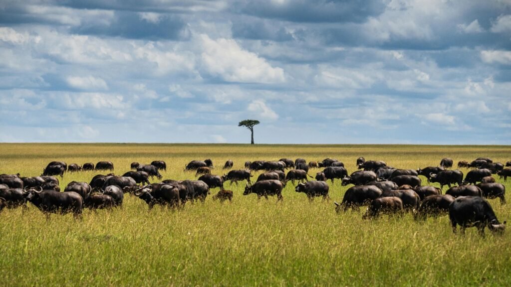A Wild Safari in Kenya