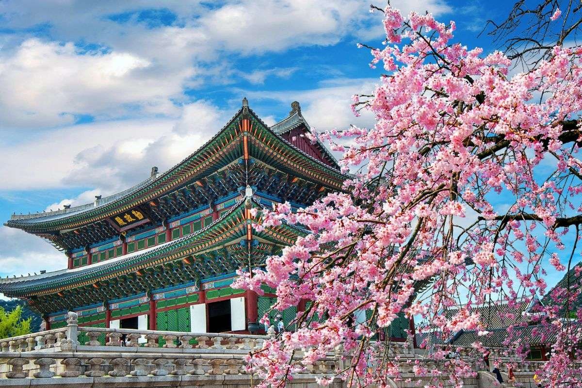 Cherry Blossoms seosons in seoul
