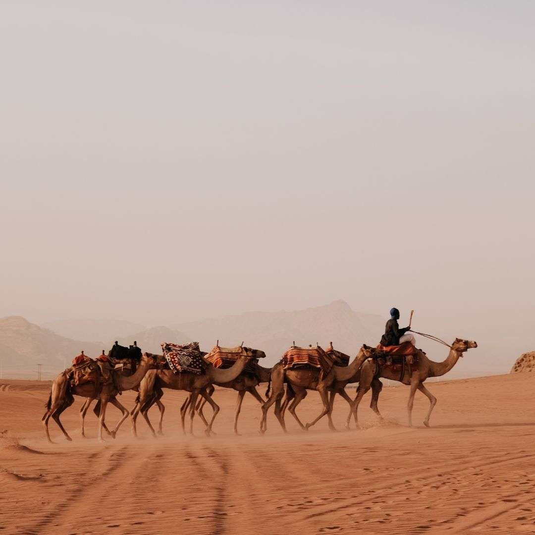 Camels with Baggage in Wadi Rum Valley, Jordan