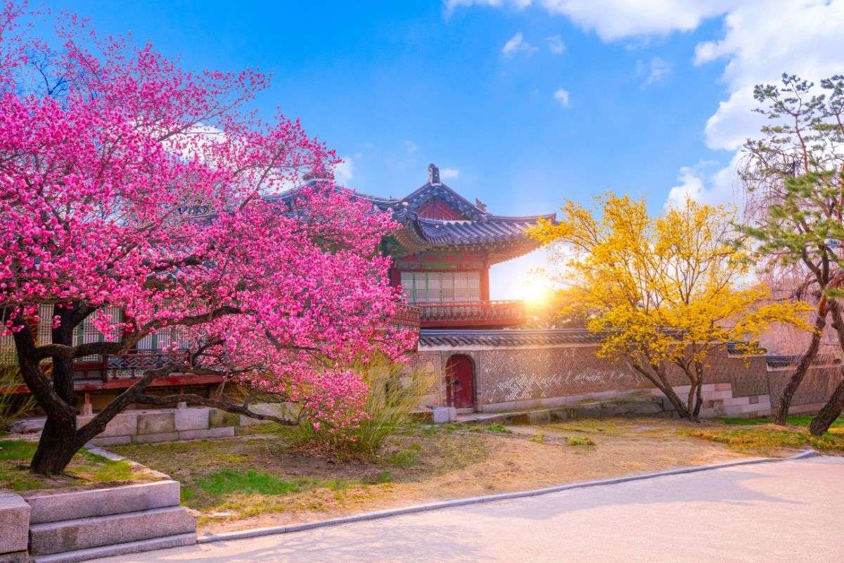 Changdeokgung Palace in spring in south korea