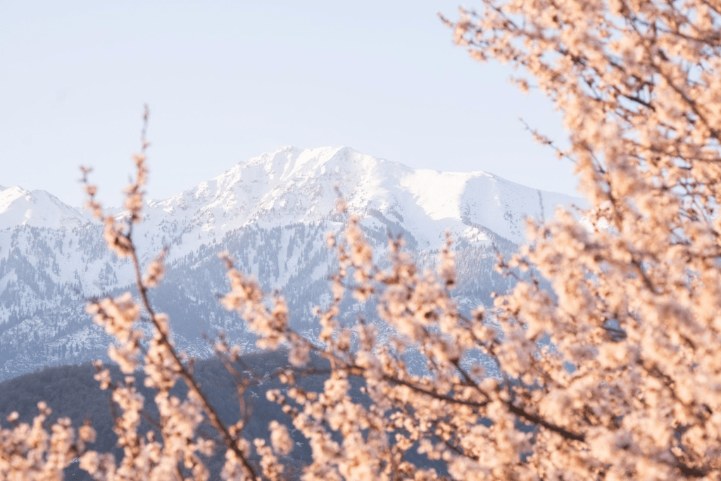 Against the backdrop of the snowy mountain of Kumbel Peak in Almaty, Kazakhstan in spring, fresh pink apricot flowers bloom.