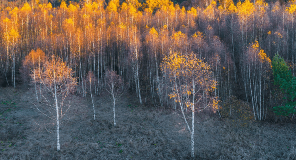 A autumn forest with many trees that are brown and yellow. The trees are in a forest with no other trees visible view from above