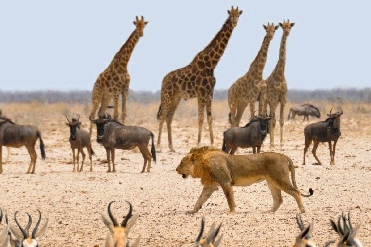 Amboseli’s Tour Amboseli’s Tour